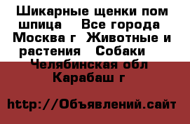 Шикарные щенки пом шпица  - Все города, Москва г. Животные и растения » Собаки   . Челябинская обл.,Карабаш г.